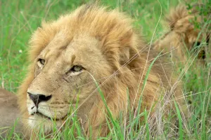 Đi tìm Big 5 Safari tại Nam Phi